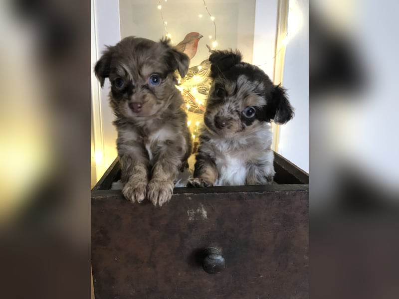 Seltene Toy Aussiedoodle 3-5kg Therapiehund Doodle Mini Australian Shepherd Pudel Zwergpudel Havapoo