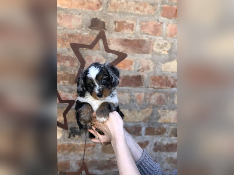 Seltene Toy Aussiedoodle 3-5kg Therapiehund Doodle Mini Australian Shepherd Pudel Zwergpudel Havapoo