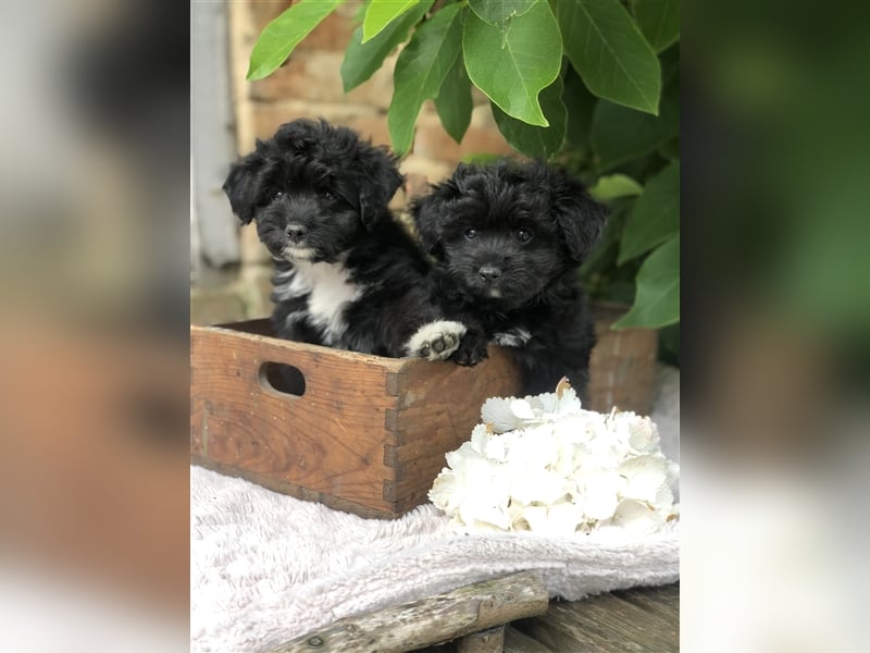 Seltene Toy Aussiedoodle 3-5kg Therapiehund Doodle Mini Australian Shepherd Pudel Zwergpudel Havapoo