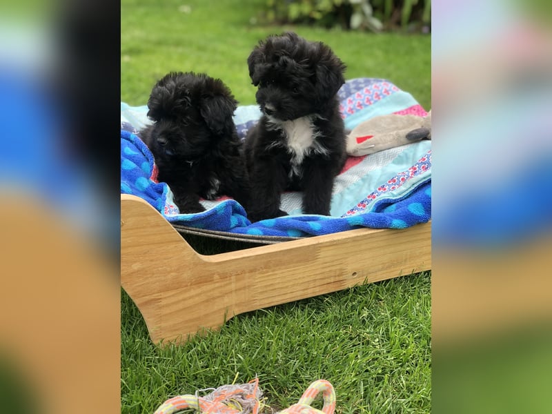 Seltene Toy Aussiedoodle 3-5kg Therapiehund Doodle Mini Australian Shepherd Pudel Zwergpudel Havapoo