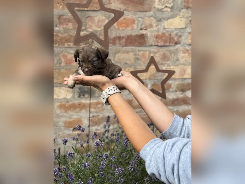 Seltene Toy Aussiedoodle 3-5kg Therapiehund Doodle Mini Australian Shepherd Pudel Zwergpudel Havapoo