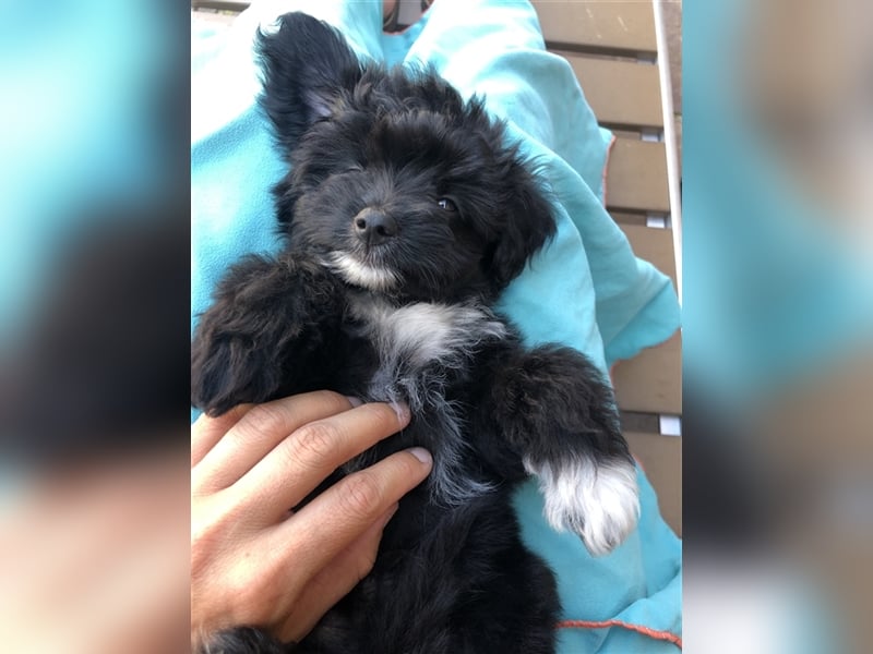 Seltene Toy Aussiedoodle 3-5kg Therapiehund Doodle Mini Australian Shepherd Pudel Zwergpudel Havapoo