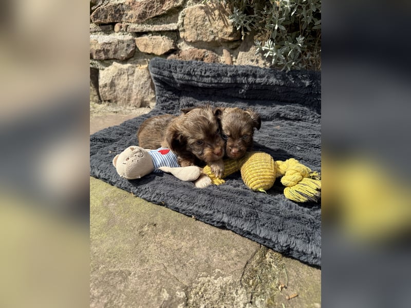 Seltene Toy Aussiedoodle 3-5kg Therapiehund Doodle Mini Australian Shepherd Pudel Zwergpudel Havapoo