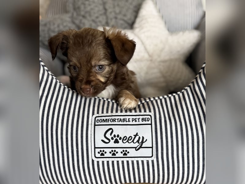 Seltene Toy Aussiedoodle 3-5kg Therapiehund Doodle Mini Australian Shepherd Pudel Zwergpudel Havapoo