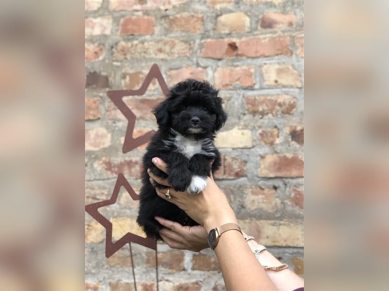Seltene Toy Aussiedoodle 3-5kg Therapiehund Doodle Mini Australian Shepherd Pudel Zwergpudel Havapoo