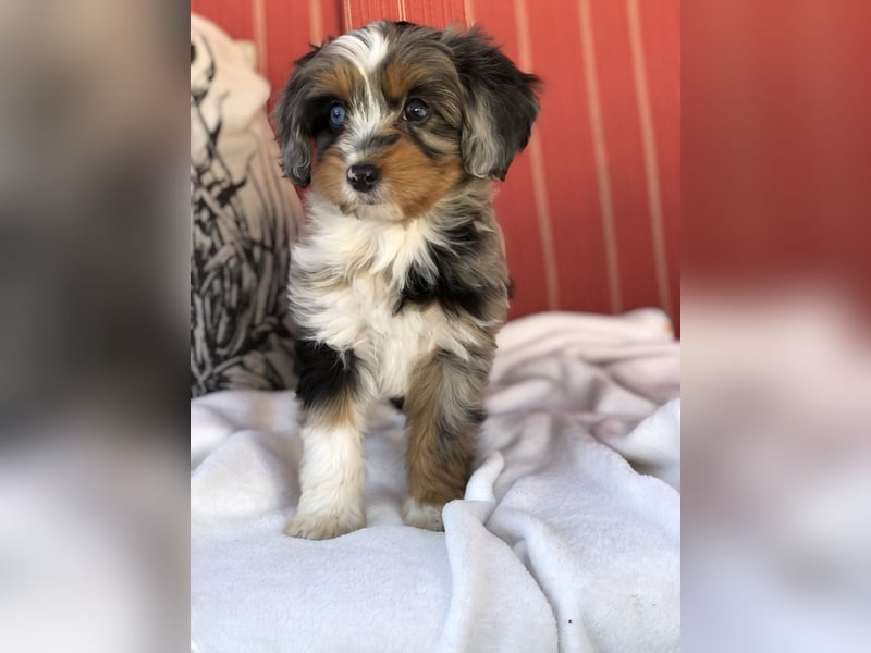Seltene Toy Aussiedoodle 3-5kg Therapiehund Doodle Mini Australian Shepherd Pudel Zwergpudel Havapoo