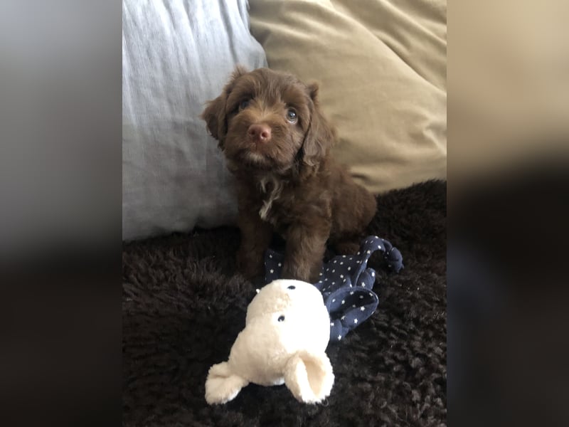 Seltene Toy Aussiedoodle 3-5kg Therapiehund Doodle Mini Australian Shepherd Pudel Zwergpudel Havapoo