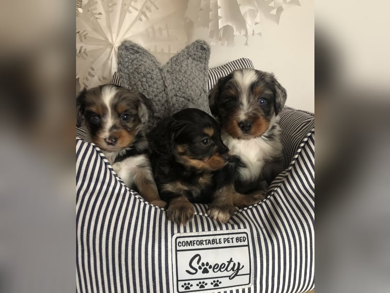Seltene Toy Aussiedoodle 3-5kg Therapiehund Doodle Mini Australian Shepherd Pudel Zwergpudel Havapoo