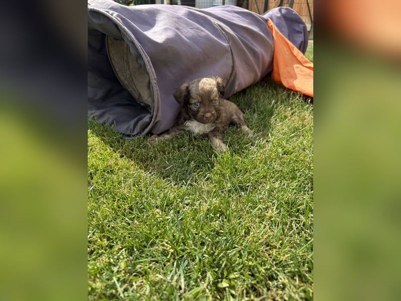Seltene Toy Aussiedoodle 3-5kg Therapiehund Doodle Mini Australian Shepherd Pudel Zwergpudel Havapoo