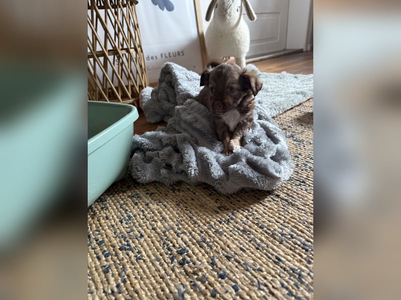 Seltene Toy Aussiedoodle 3-5kg Therapiehund Doodle Mini Australian Shepherd Pudel Zwergpudel Havapoo
