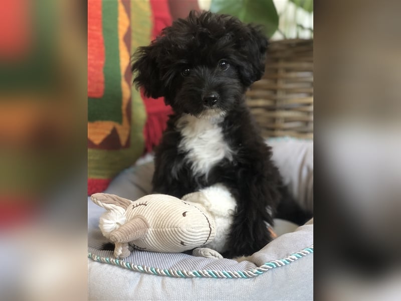 Seltene Toy Aussiedoodle 3-5kg Therapiehund Doodle Mini Australian Shepherd Pudel Zwergpudel Havapoo