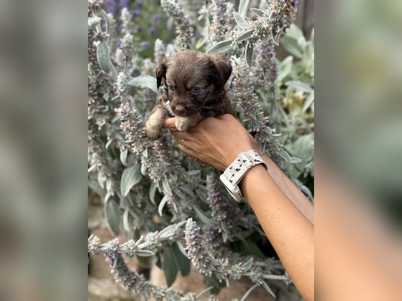 Seltene Toy Aussiedoodle 3-5kg Therapiehund Doodle Mini Australian Shepherd Pudel Zwergpudel Havapoo