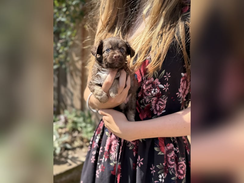 Seltene Toy Aussiedoodle 3-5kg Therapiehund Doodle Mini Australian Shepherd Pudel Zwergpudel Havapoo