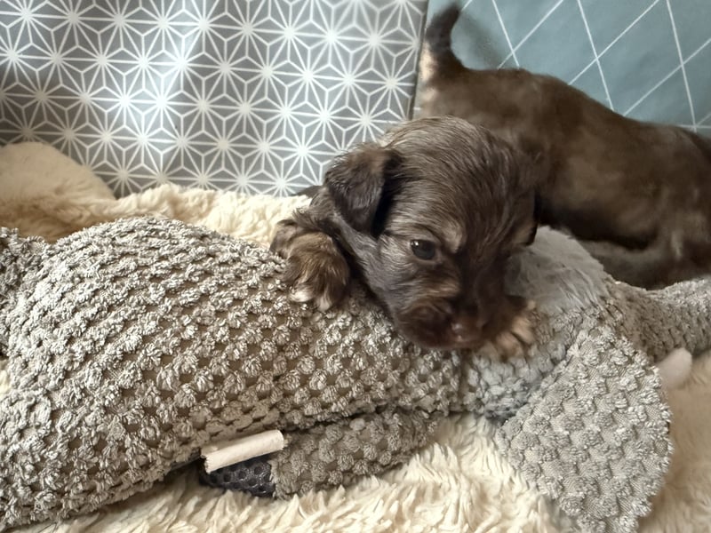 Seltene Toy Aussiedoodle 3-5kg Therapiehund Doodle Mini Australian Shepherd Pudel Zwergpudel Havapoo