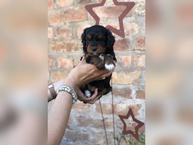 Seltene Toy Aussiedoodle 3-5kg Therapiehund Doodle Mini Australian Shepherd Pudel Zwergpudel Havapoo