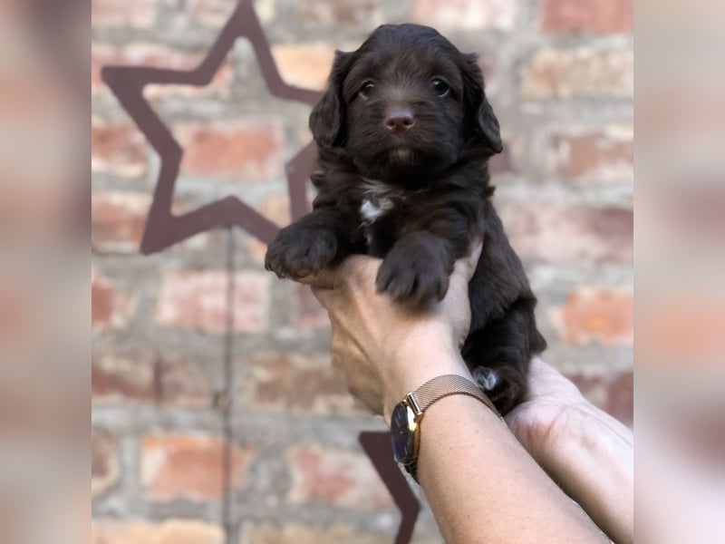Seltene Toy Aussiedoodle 3-5kg Therapiehund Doodle Mini Australian Shepherd Pudel Zwergpudel Havapoo