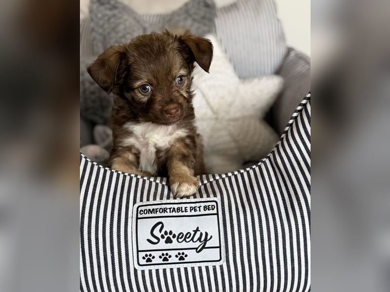 Seltene Toy Aussiedoodle 3-5kg Therapiehund Doodle Mini Australian Shepherd Pudel Zwergpudel Havapoo