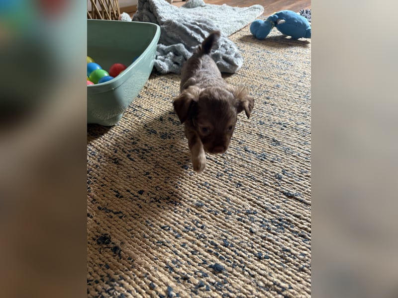 Seltene Toy Aussiedoodle 3-5kg Therapiehund Doodle Mini Australian Shepherd Pudel Zwergpudel Havapoo
