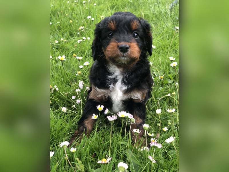 Seltene Toy Aussiedoodle 3-5kg Therapiehund Doodle Mini Australian Shepherd Pudel Zwergpudel Havapoo