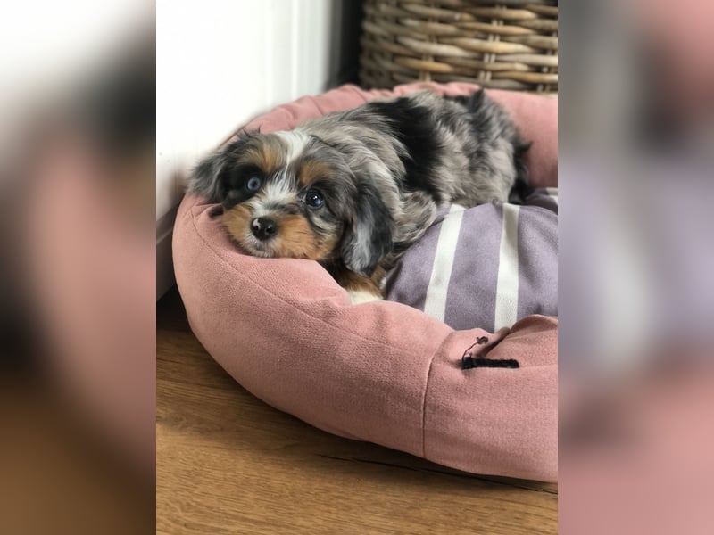 Seltene Toy Aussiedoodle 3-5kg Therapiehund Doodle Mini Australian Shepherd Pudel Zwergpudel Havapoo