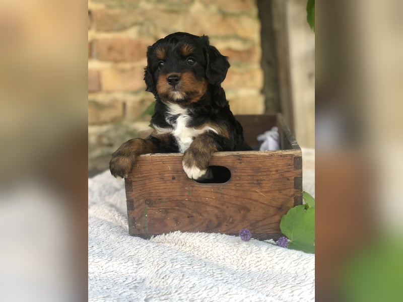 Seltene Toy Aussiedoodle 3-5kg Therapiehund Doodle Mini Australian Shepherd Pudel Zwergpudel Havapoo