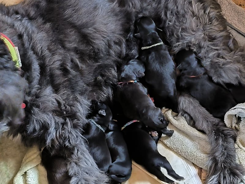 Aussiedoodle Welpen