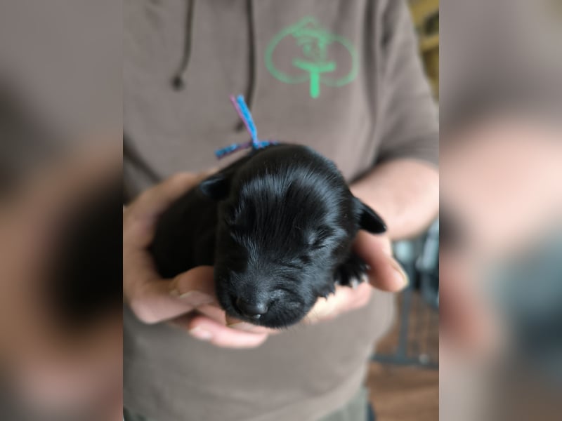 Aussiedoodle Welpen
