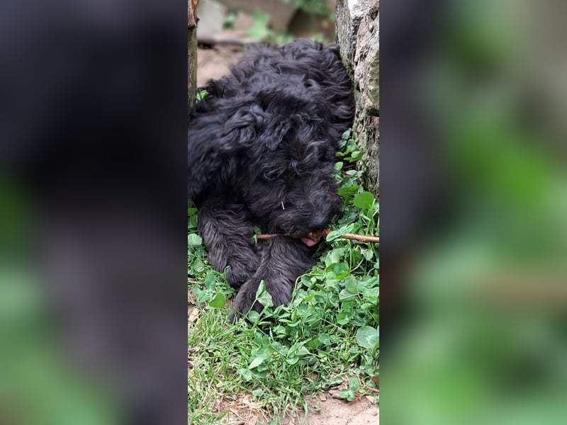 2 putzmuntere Aussiedoodles
