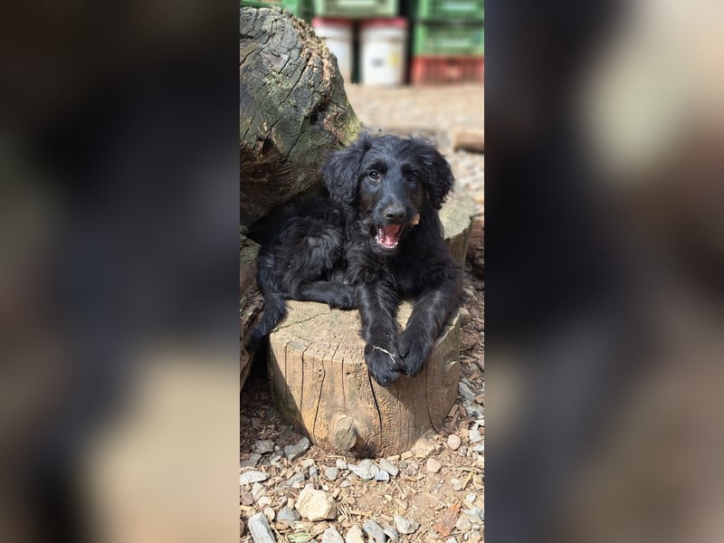 2 putzmuntere Aussiedoodles