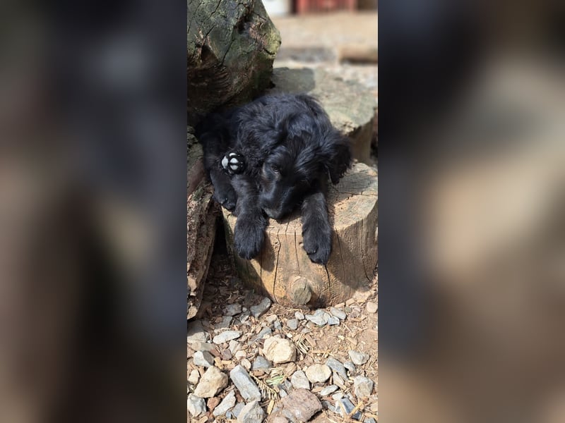 2 putzmuntere Aussiedoodles
