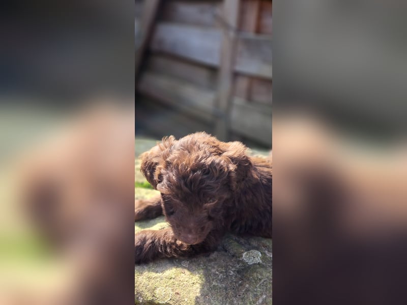 11 putzmuntere Aussiedoodles