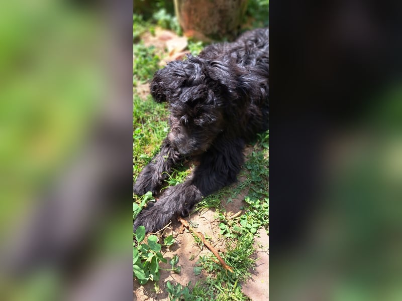2 putzmuntere Aussiedoodles