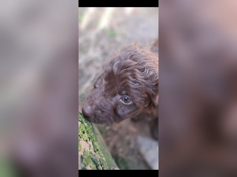 11 putzmuntere Aussiedoodles