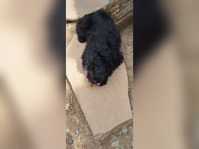 2 putzmuntere Aussiedoodles