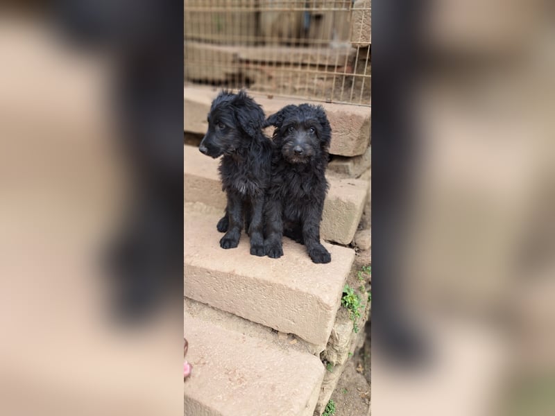 2 putzmuntere Aussiedoodles
