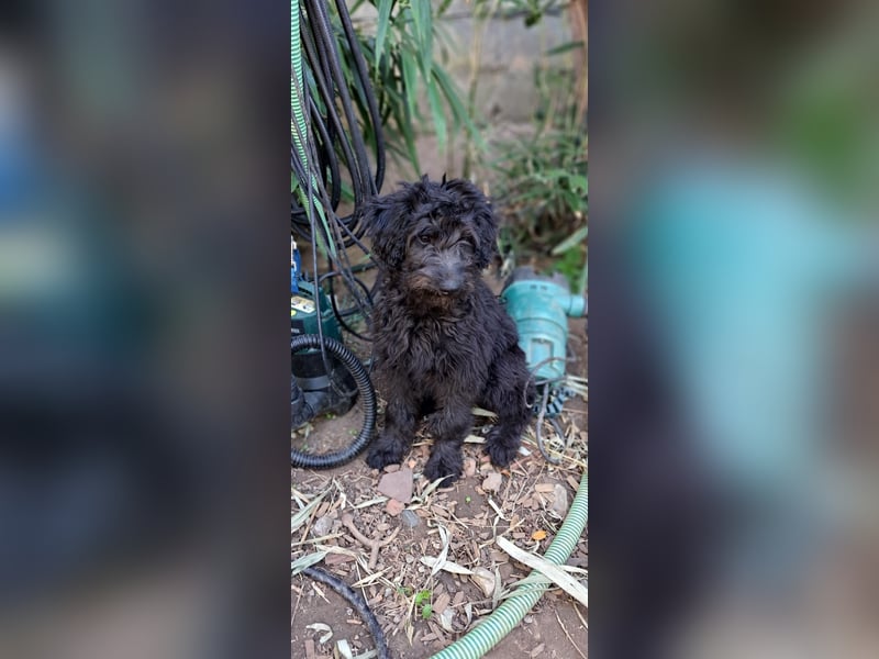 2 putzmuntere Aussiedoodles