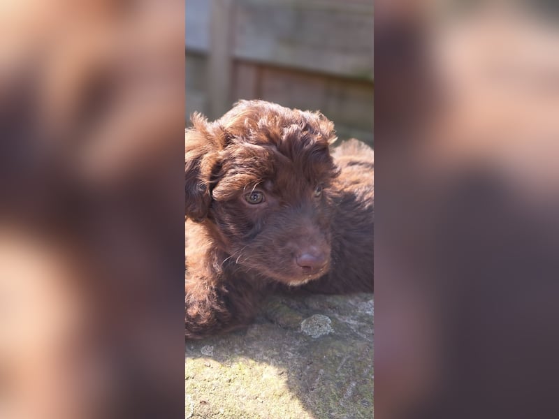 11 putzmuntere Aussiedoodles