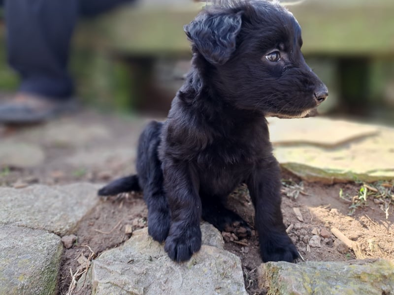 11 putzmuntere Aussiedoodles