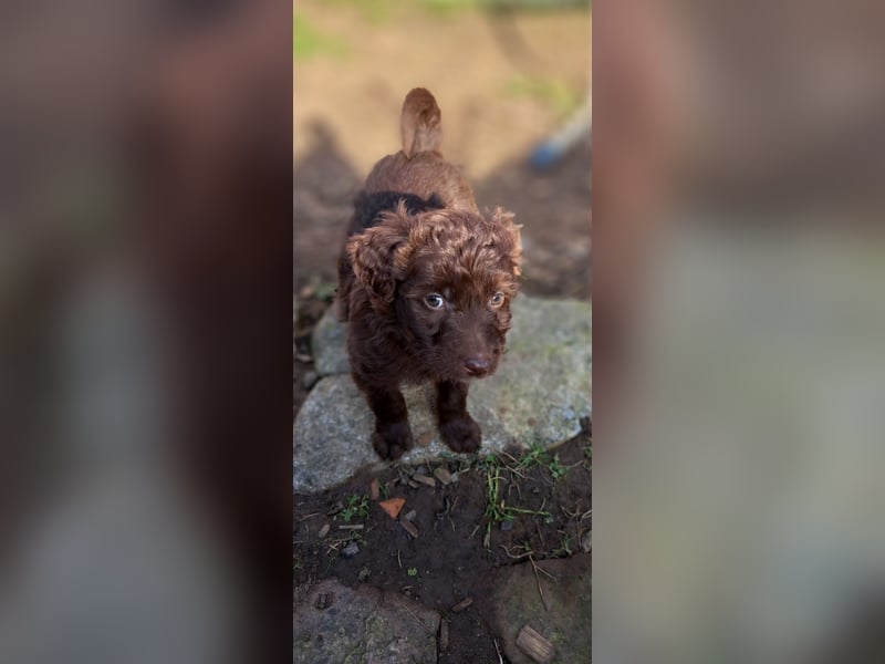 11 putzmuntere Aussiedoodles