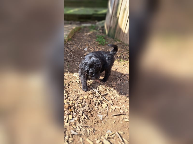 11 putzmuntere Aussiedoodles