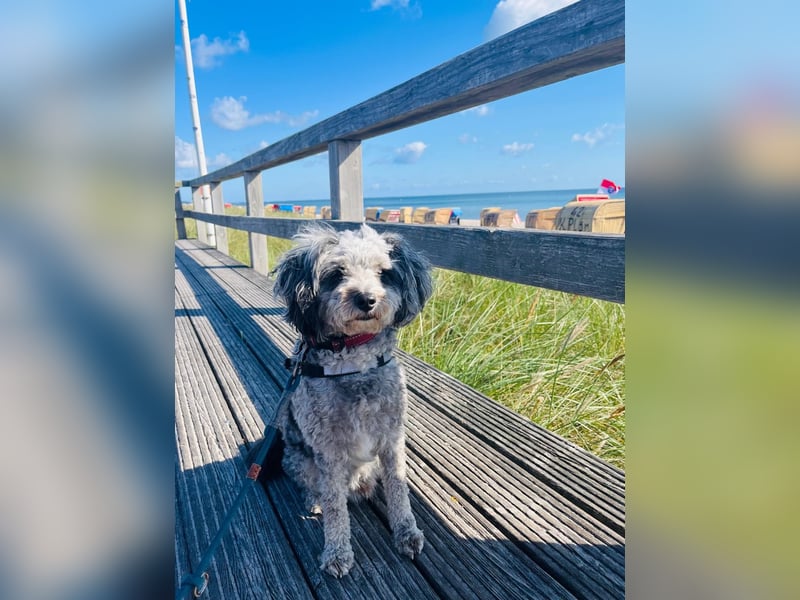 Süßer Jonny sucht seine Menschen