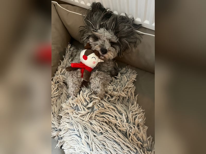 Süßer Jonny sucht seine Menschen