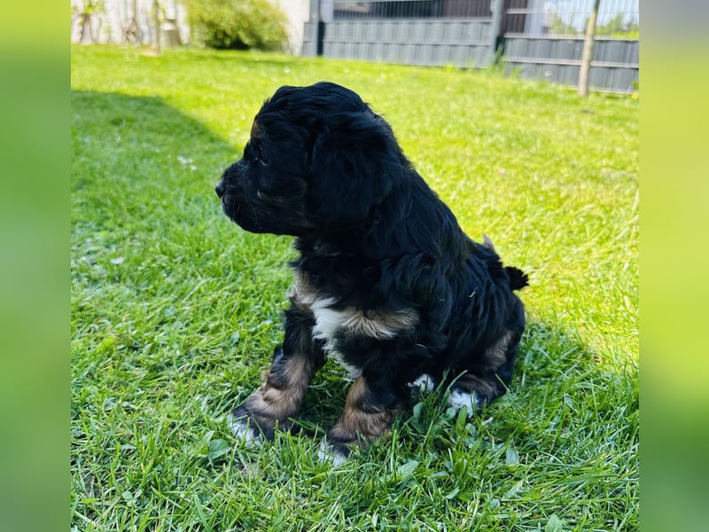 Aussiedoodle Welpen aus Familienaufzucht, wie Mediumdoodle Cockapoo Kleinpudel Minidoodle