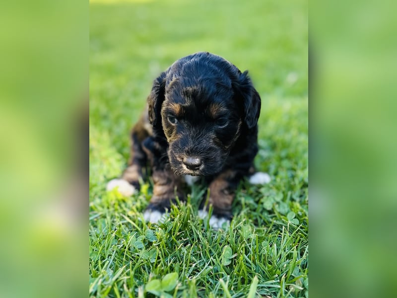 Aussiedoodle Welpen aus Familienaufzucht, wie Mediumdoodle Cockapoo Kleinpudel Minidoodle