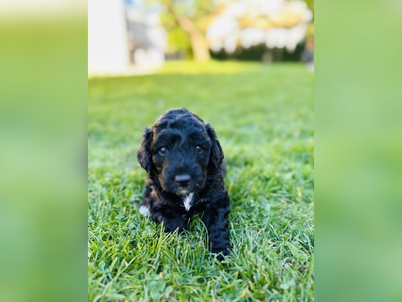 Aussiedoodle Welpen aus Familienaufzucht, wie Mediumdoodle Cockapoo Kleinpudel Minidoodle