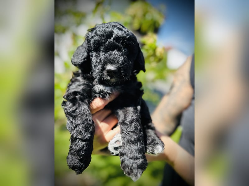 Aussiedoodle Welpen aus Familienaufzucht, wie Mediumdoodle Cockapoo Kleinpudel Minidoodle