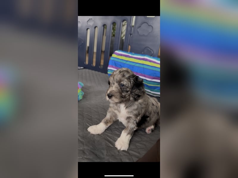 Aussiedoodle Welpen aus Familienaufzucht, wie Mediumdoodle Cockapoo Kleinpudel Minidoodle