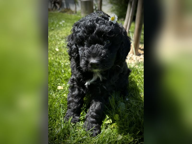 Aussiedoodle Welpen aus Familienaufzucht, wie Mediumdoodle Cockapoo Kleinpudel Minidoodle