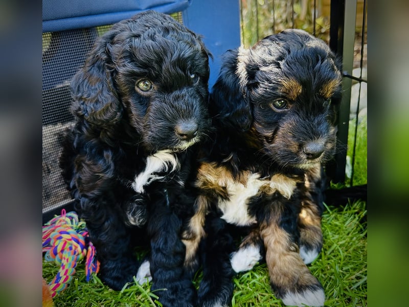 Aussiedoodle Welpen aus Familienaufzucht, wie Mediumdoodle Cockapoo Kleinpudel Minidoodle