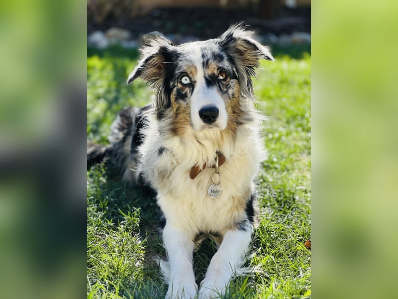 Aussiedoodle Welpen aus Familienaufzucht, wie Mediumdoodle Cockapoo Kleinpudel Minidoodle